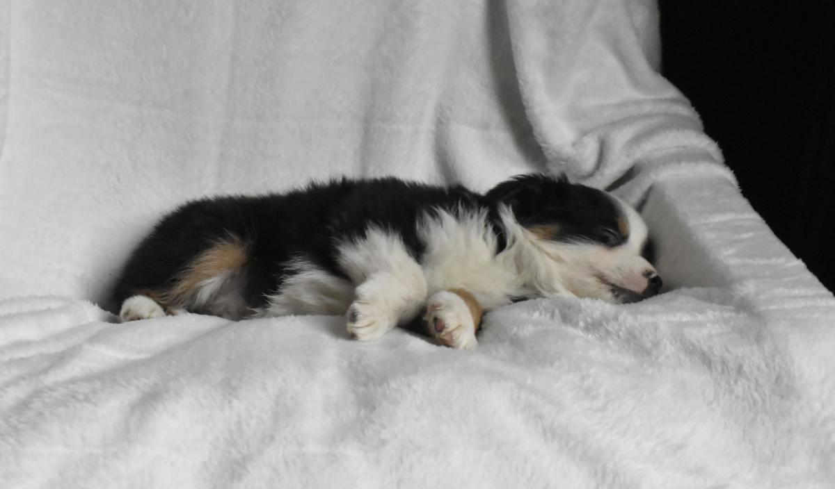 Chiot mâle noir tricolore