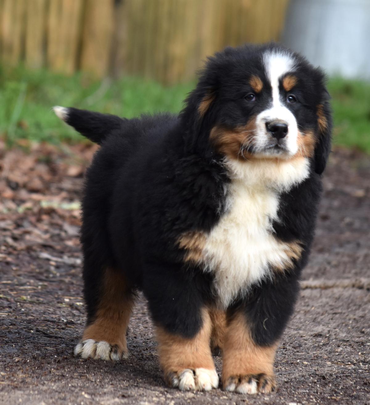 Chiot bouvier bernois