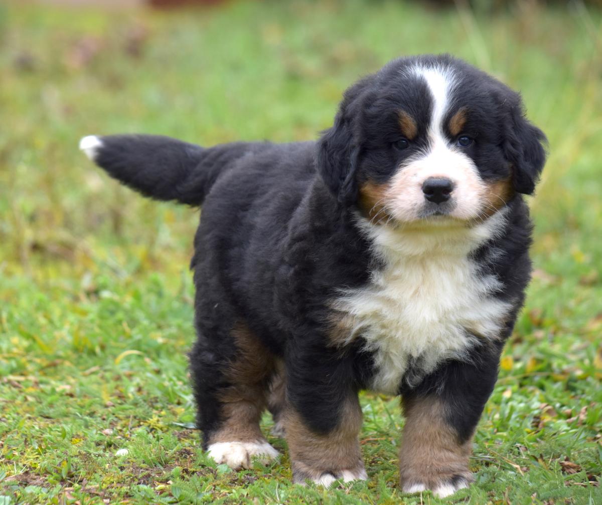 Chiot mâle Bouvier Bernois