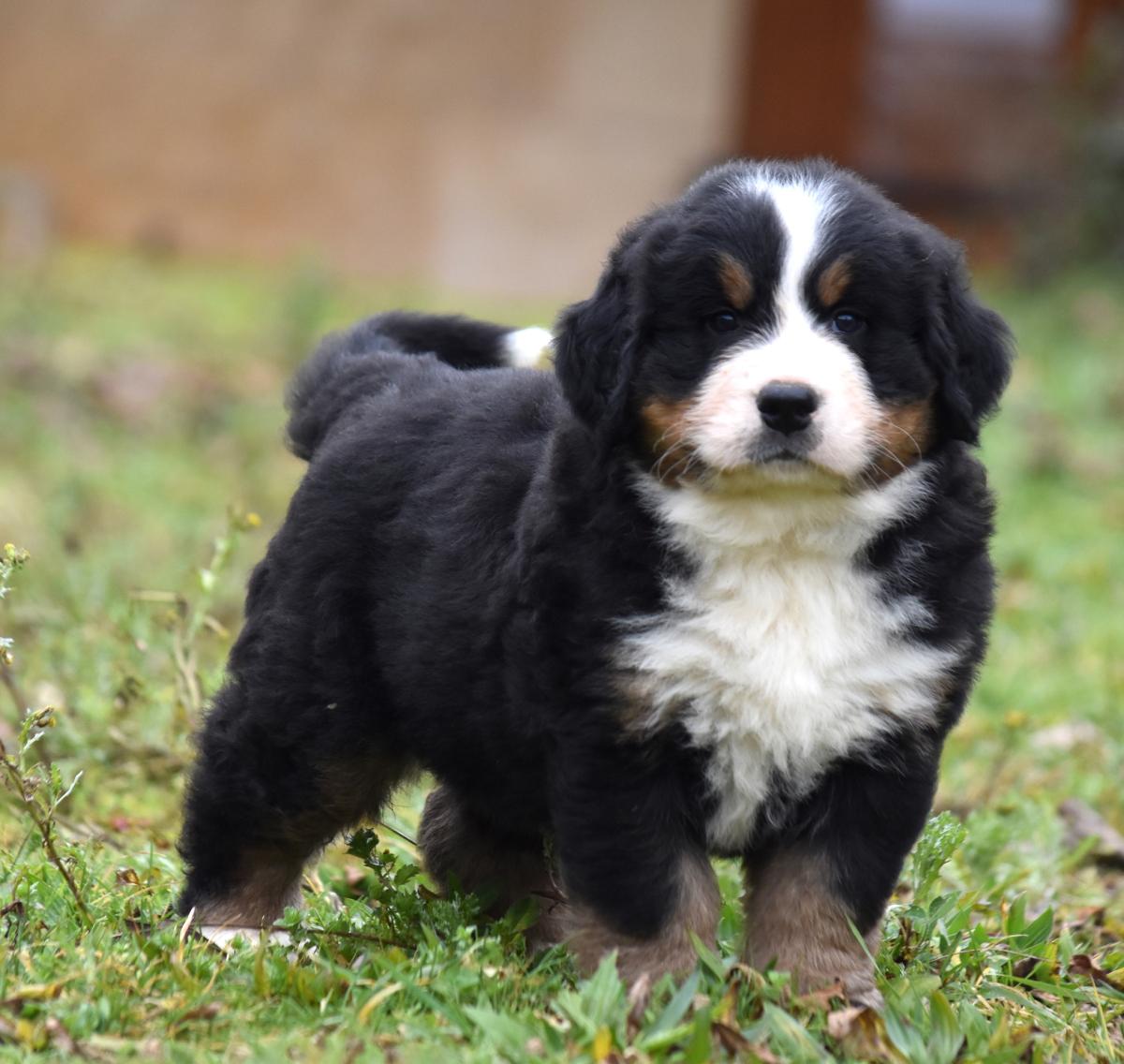 Chiot mâle Bouvier Bernois