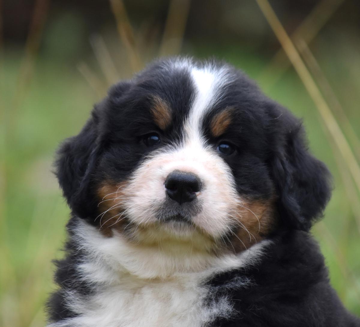Chiot mâle Bouvier Bernois