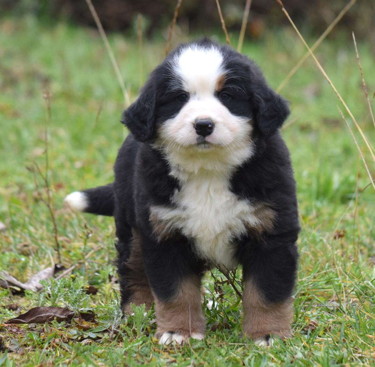 Chiot femelle bouvier bernois