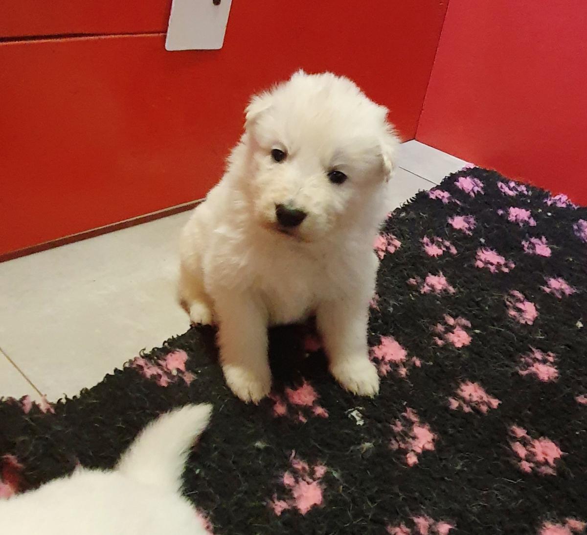 Chiot berger Blanc Suisse à Réserver