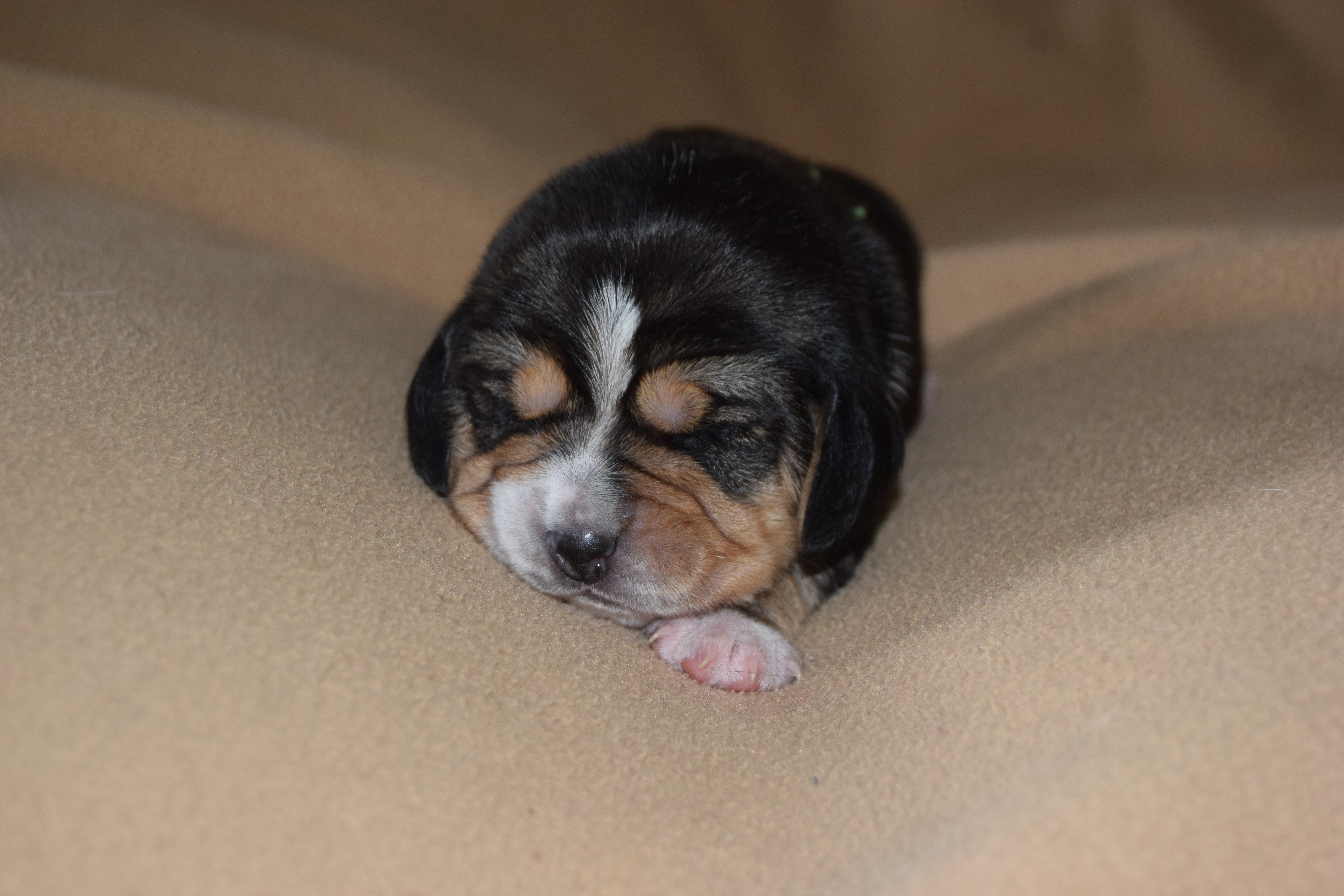 Chiot Beagle mâle collier vert