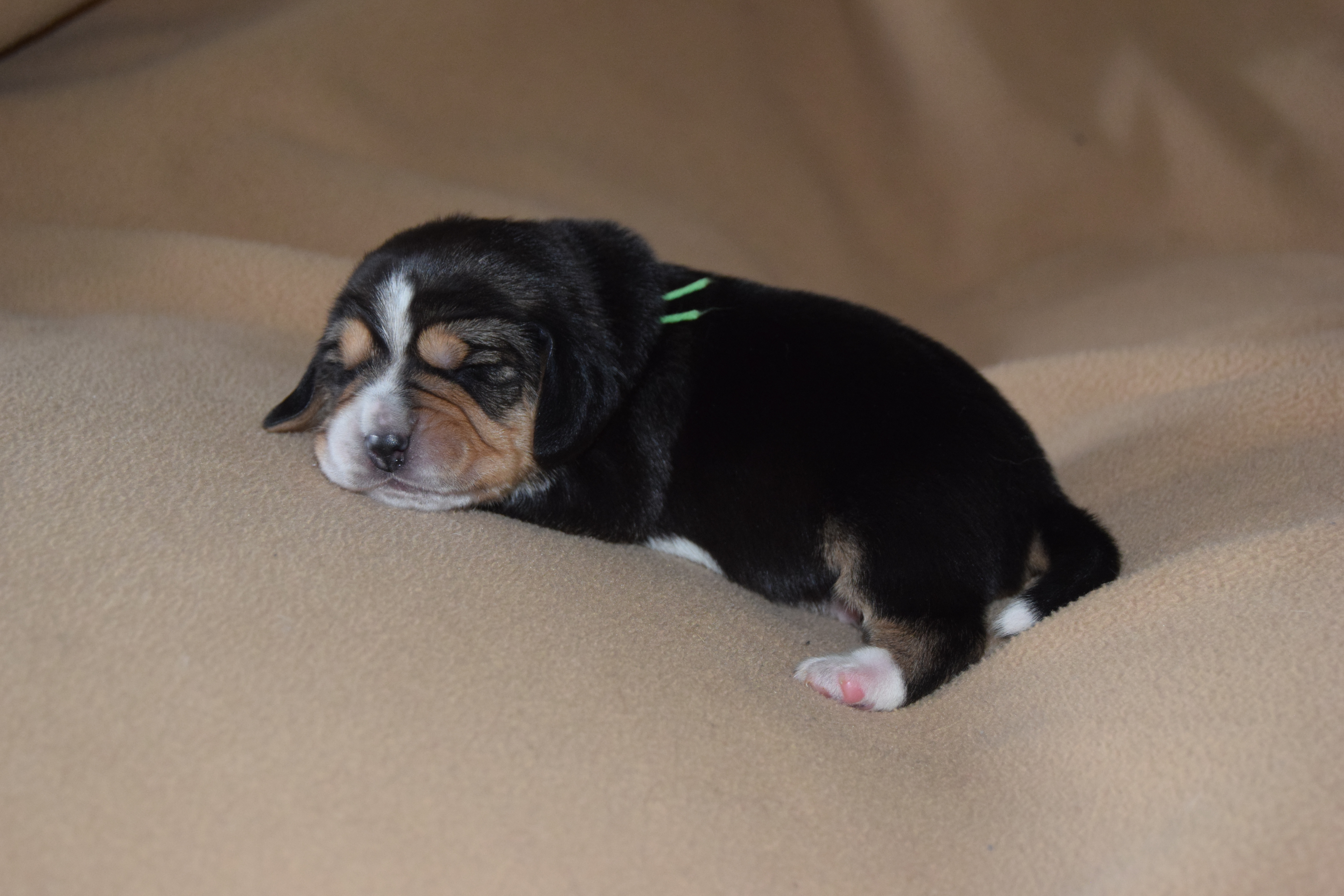 Chiot Beagle mâle collier vert