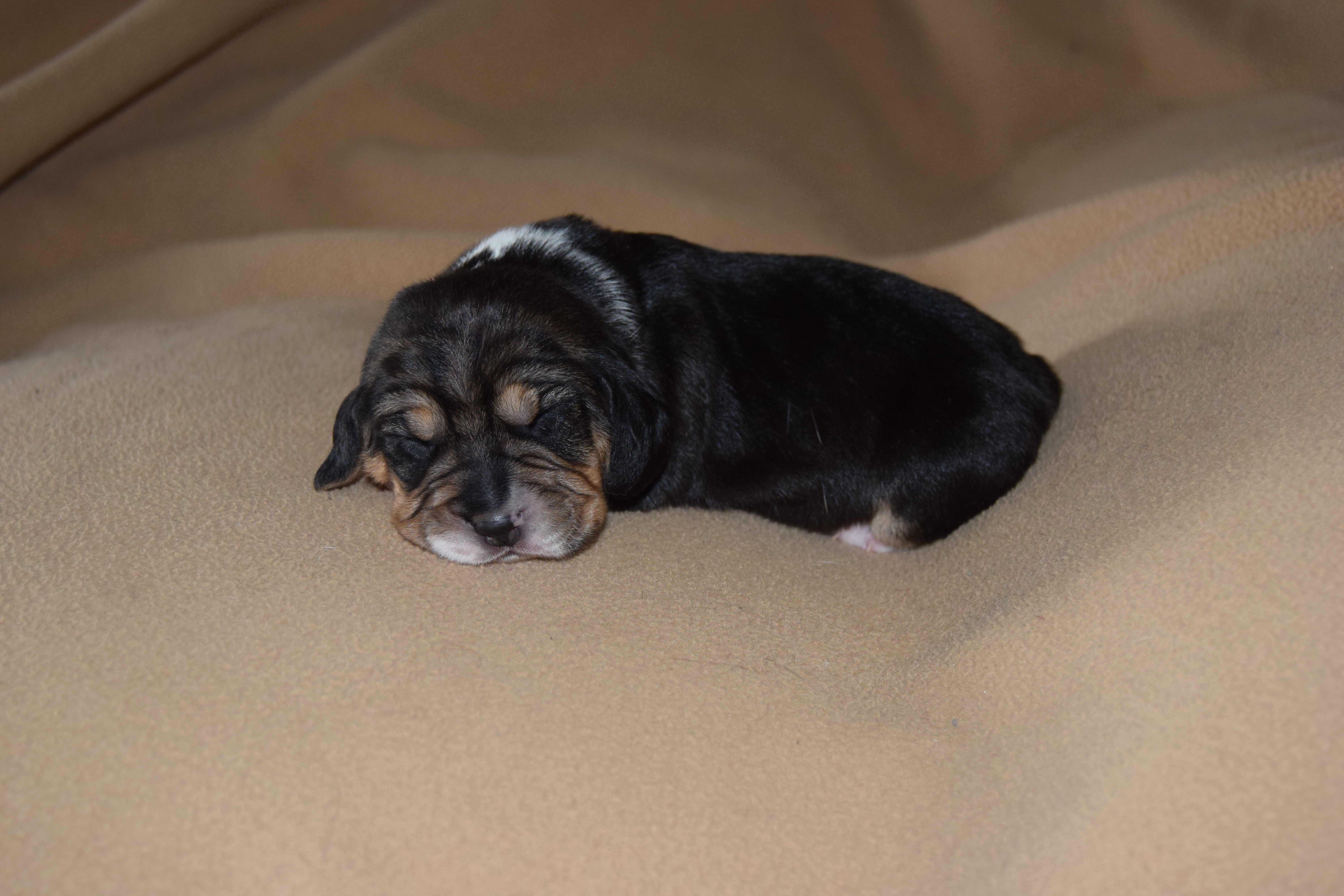 Chiot femelle Beagle collier orange