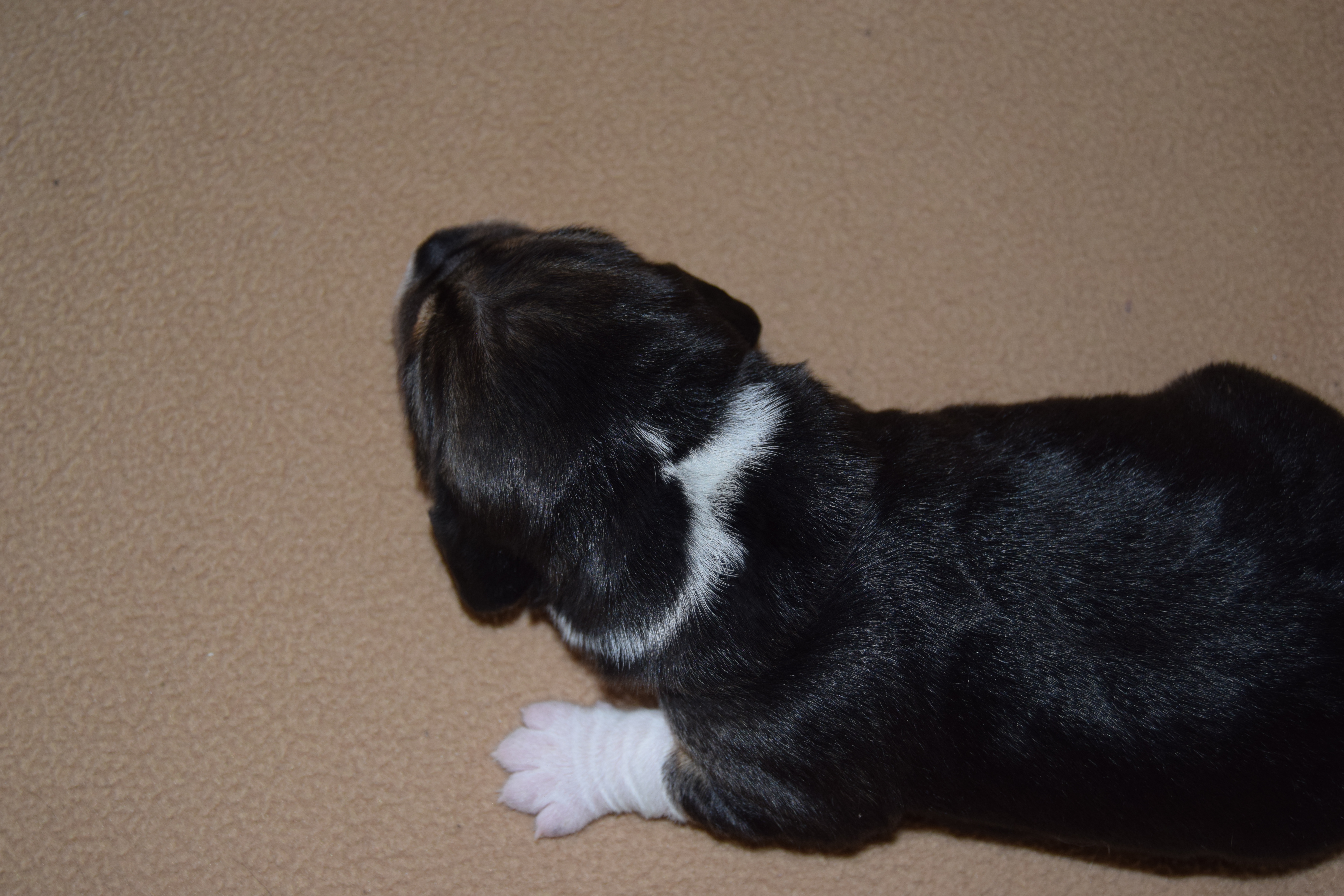 Chiot femelle Beagle collier orange