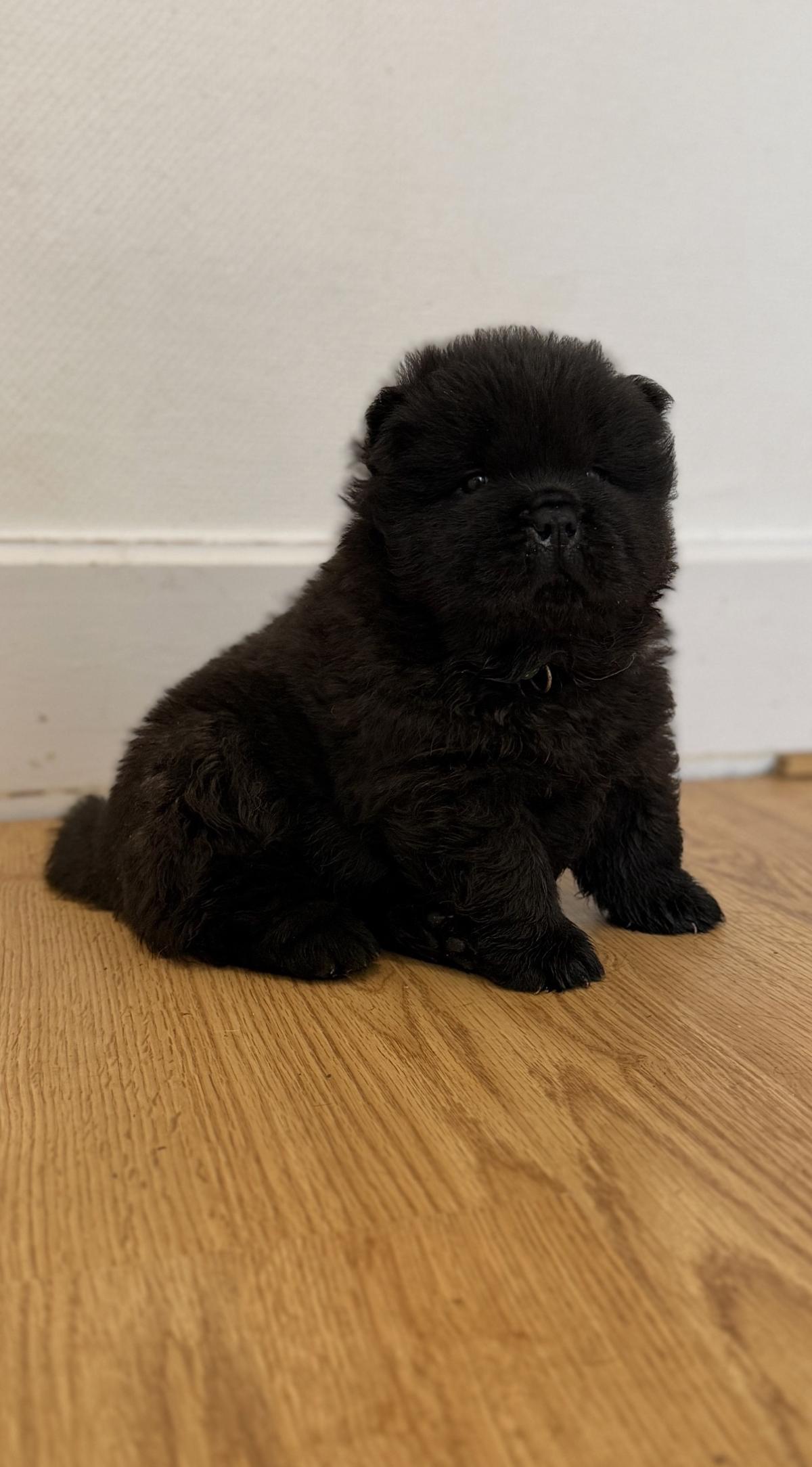 Chiot Mâle Chow Chow Lof
