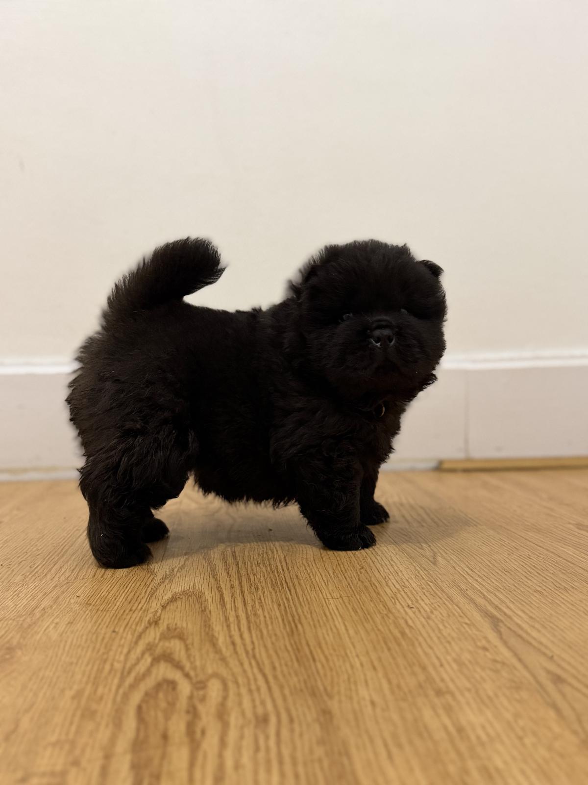 Chiot Mâle Chow Chow Lof