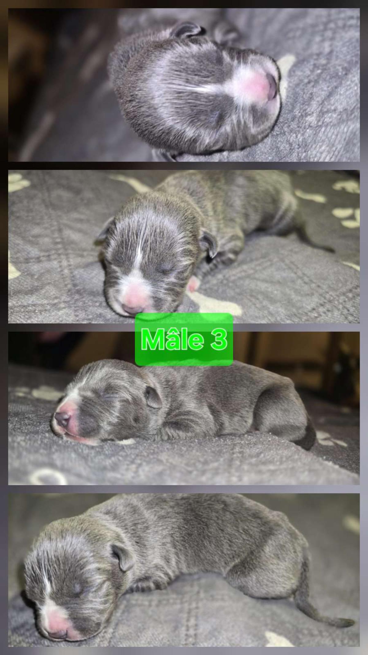 Chiot mâle americain staffordshire terrier