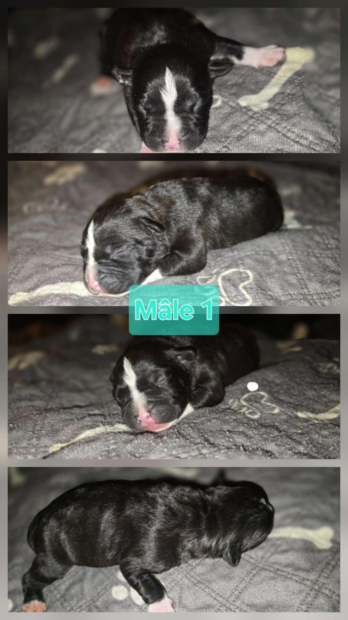 Chiot mâle noir pan blanc américain staffordshire terrier