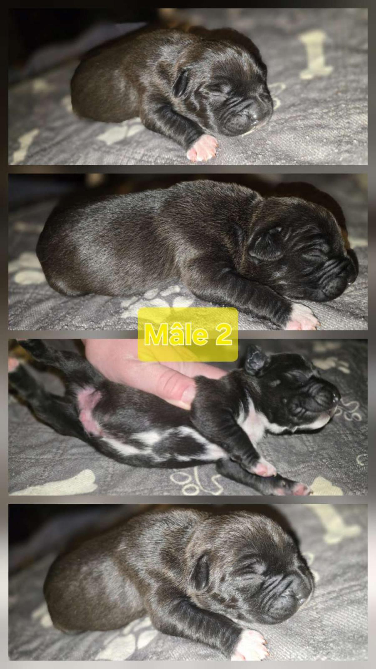 Chiot mâle noir pan blanc américain staffordshire terrier