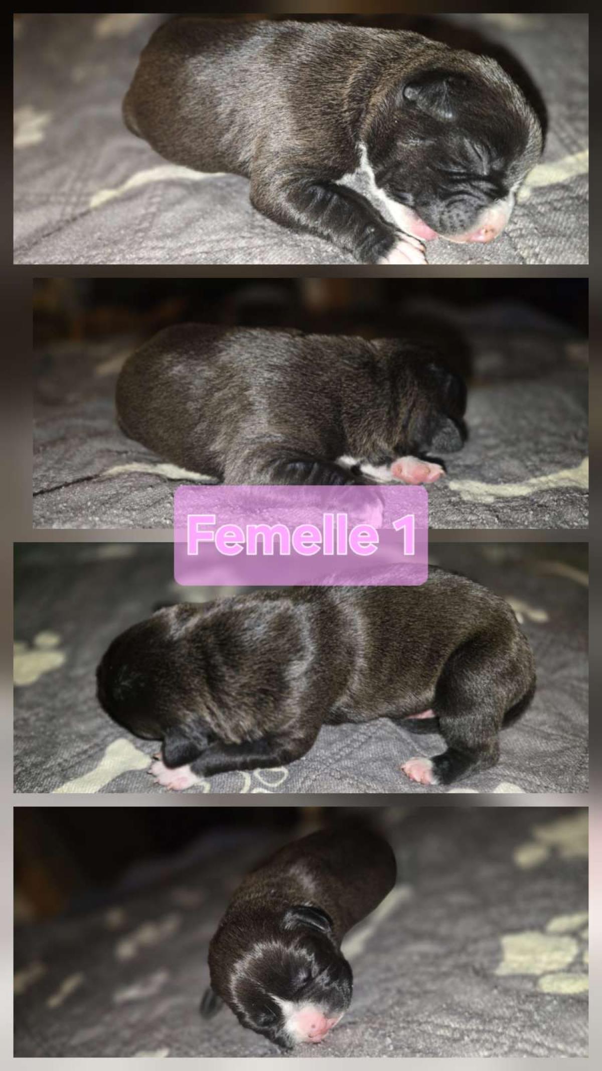 Chiot femelle noir pan blanc américain staffordshire terrier