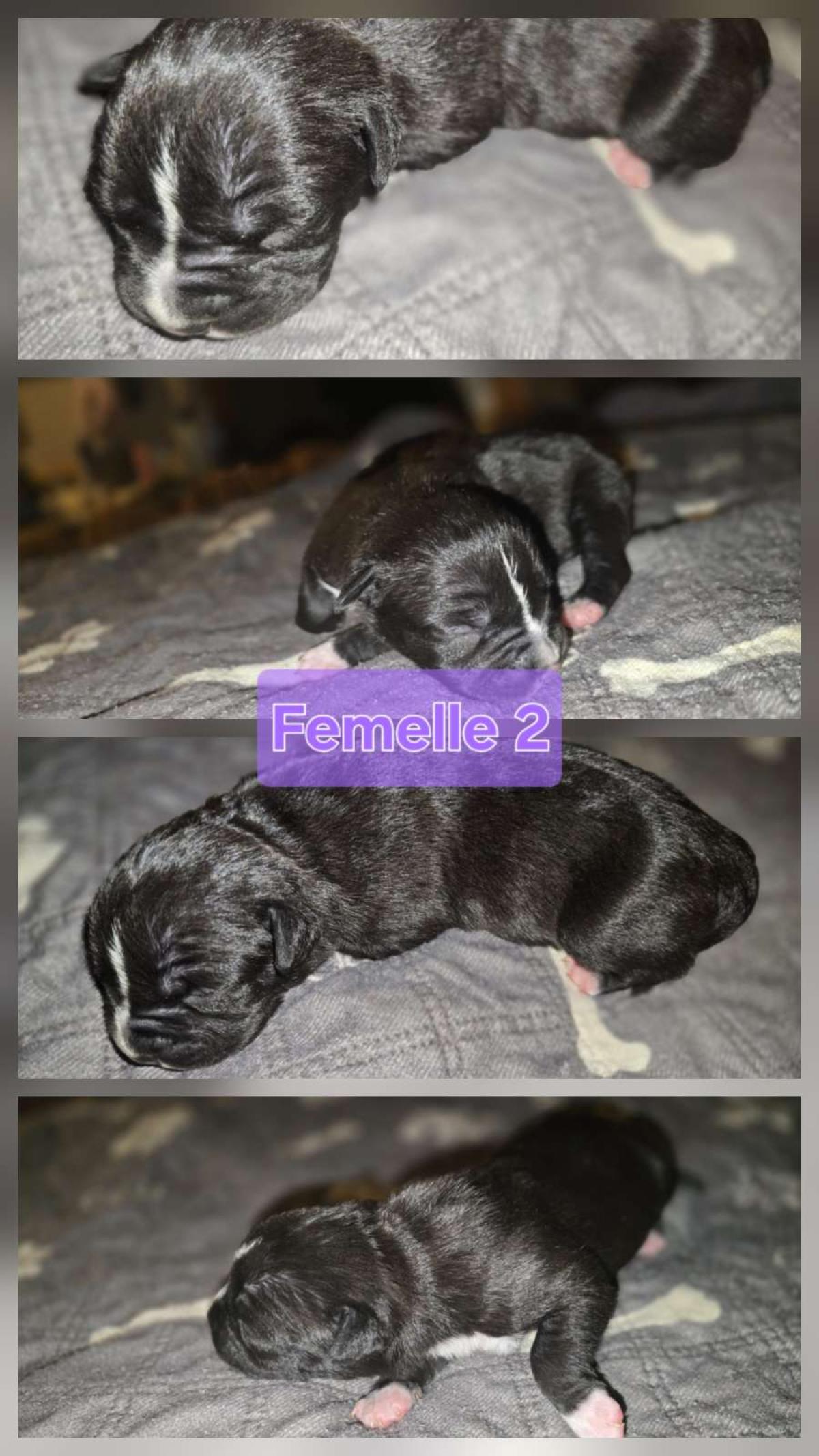 Chiot femelle noir pan blanc américain staffordshire terrier