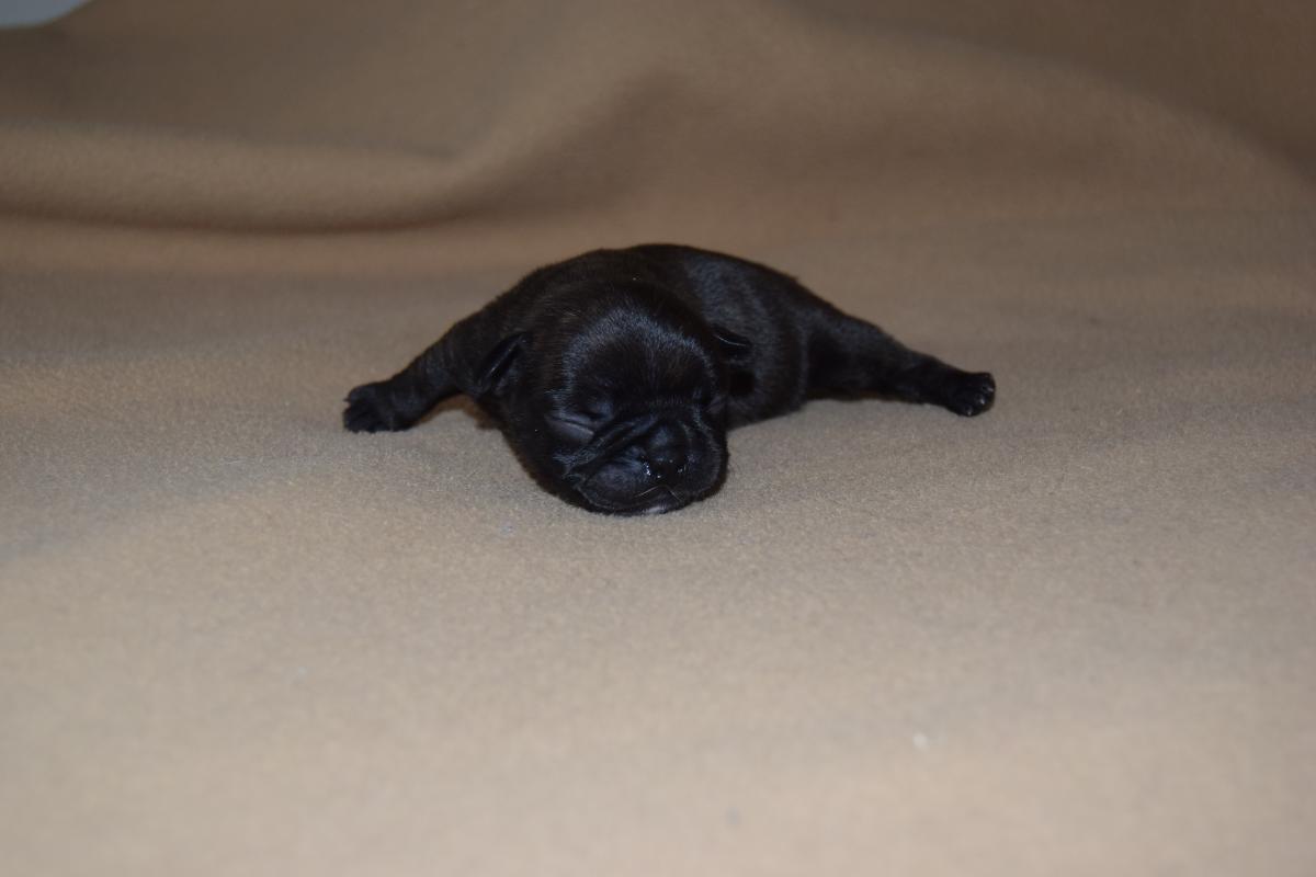 Chiot Mâle Bouledogue Français bringé à réservé
