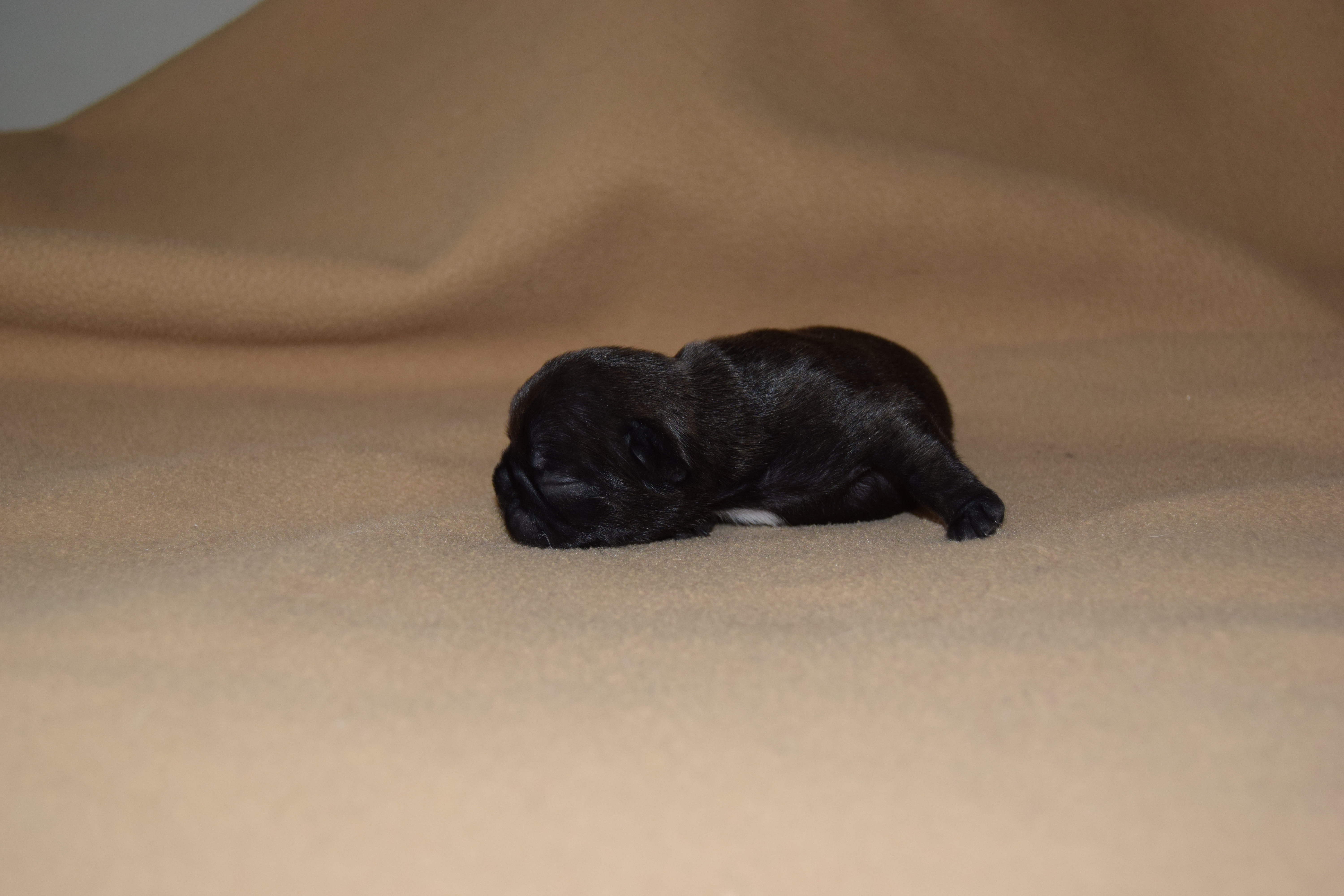 Chiot Mâle Bouledogue Français bringé à réservé