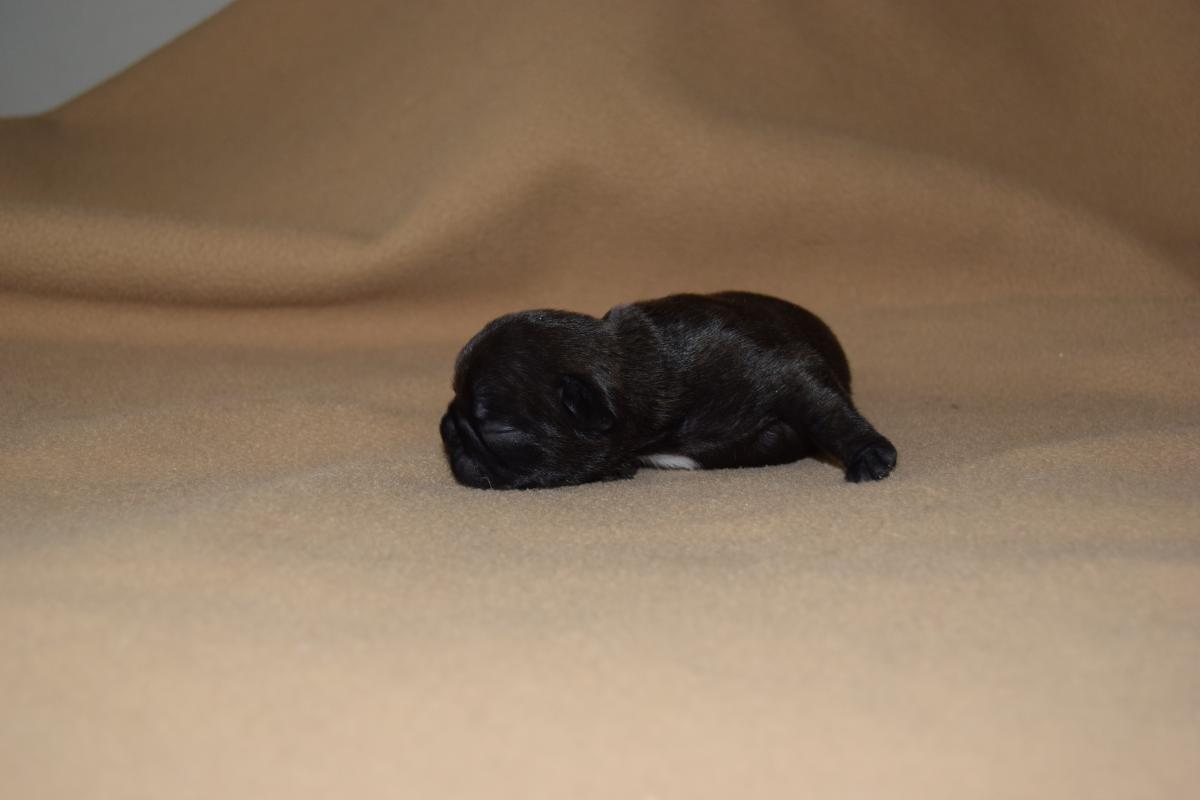 Chiot Mâle Bouledogue Français bringé à réservé