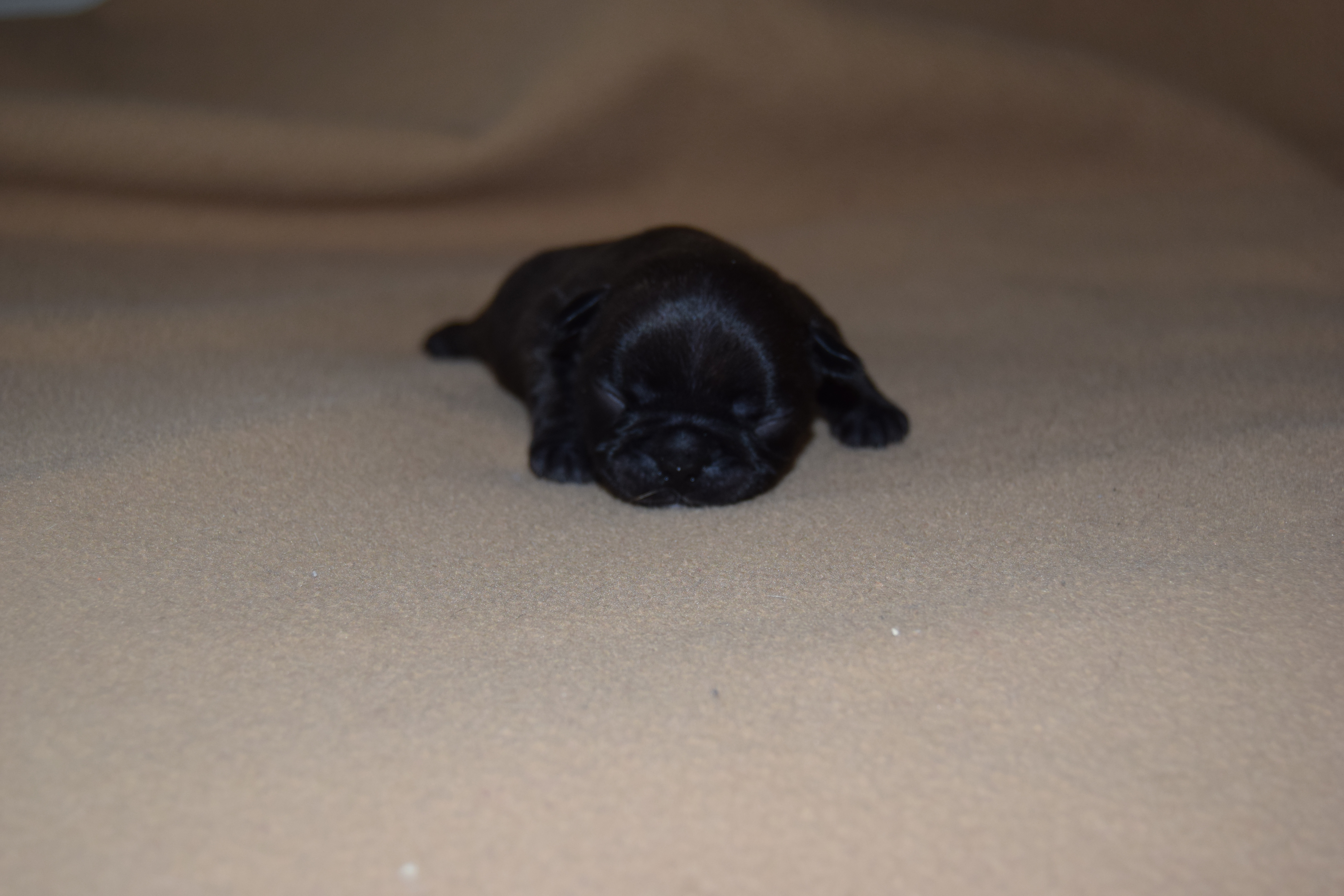 Chiot Mâle Bouledogue Français bringé à réservé