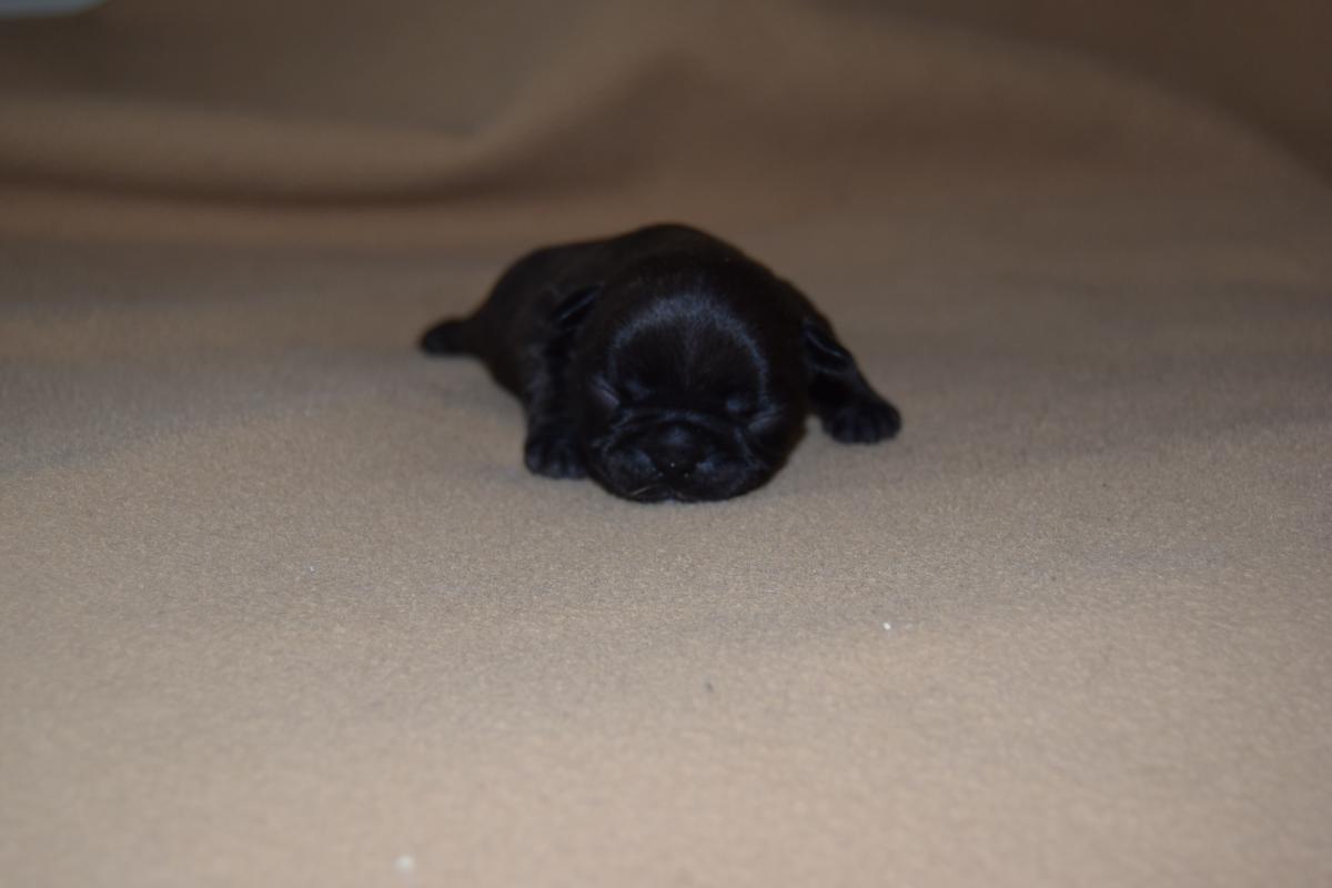 Chiot Mâle Bouledogue Français bringé à réservé