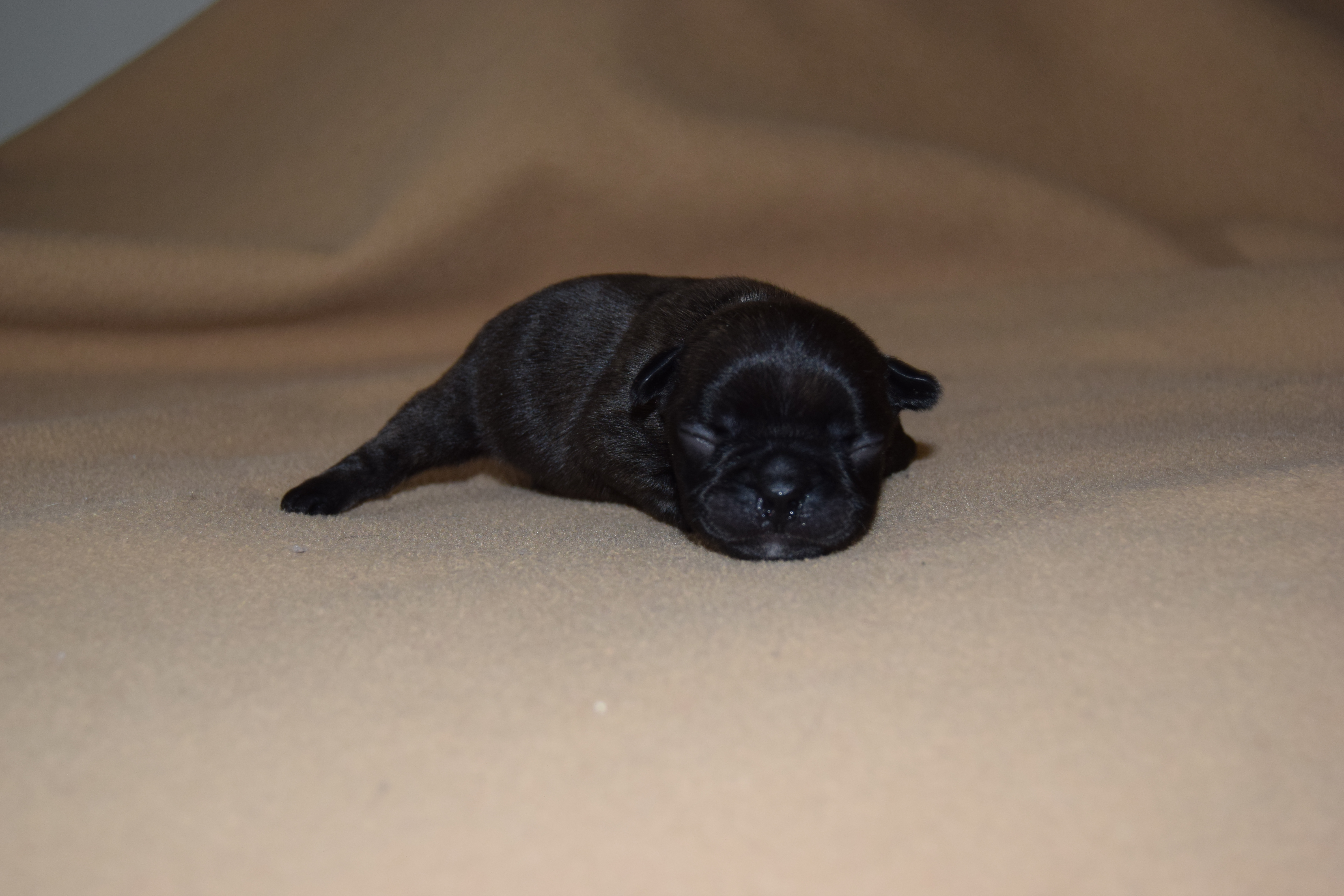 Chiot Mâle Bouledogue Français bringé à réservé