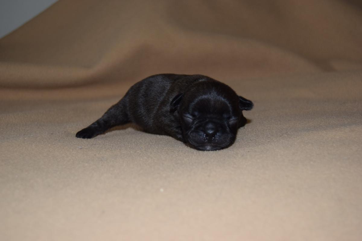 Chiot Mâle Bouledogue Français bringé à réservé