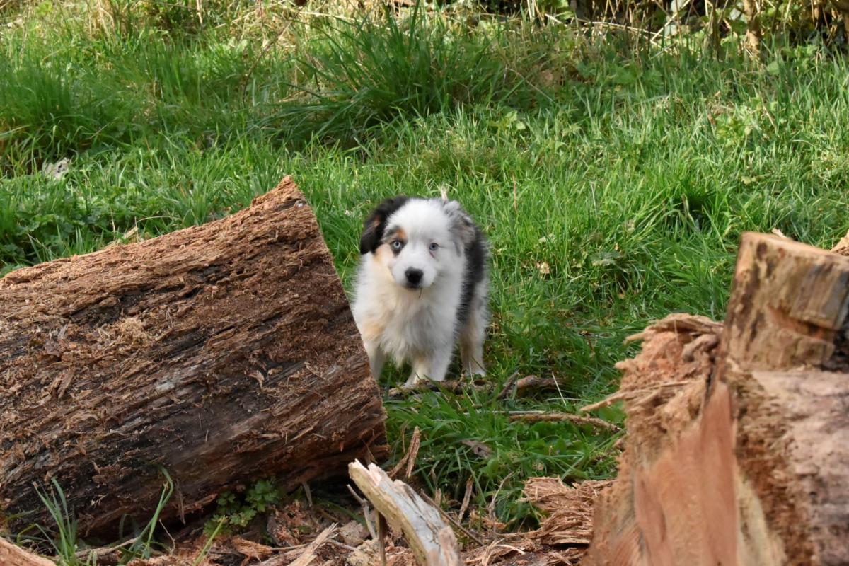 Chiot berger américain mâle bleu merle