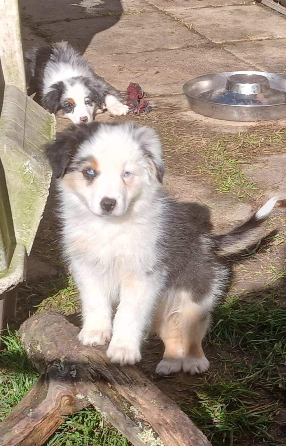 Chiot berger américain mâle bleu merle