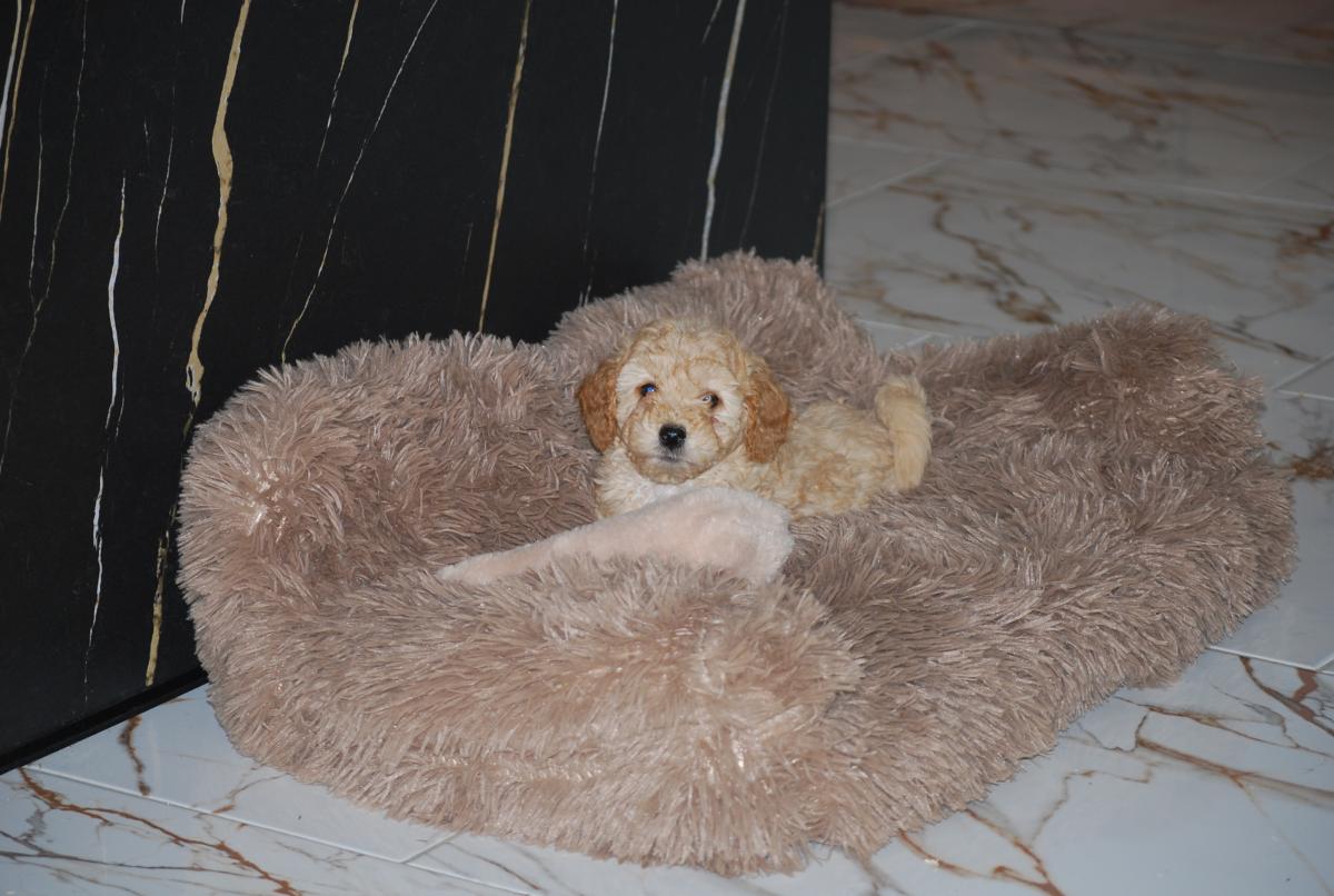 Magnifique petite femelle caniche