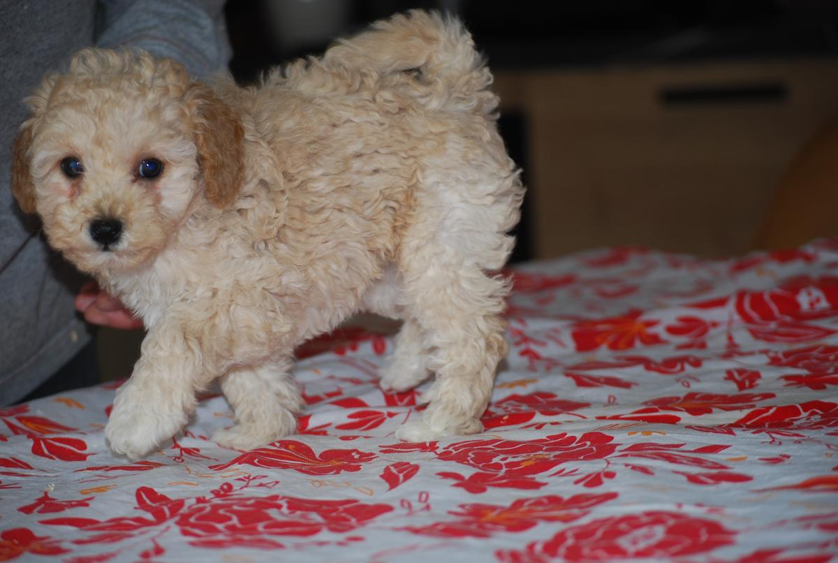 Magnifique petite femelle caniche