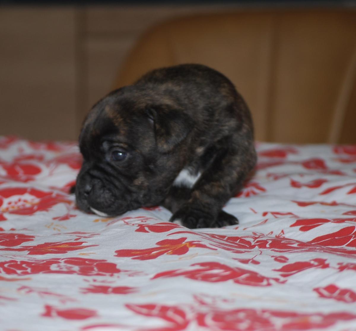 Superbes chiots staffie lof