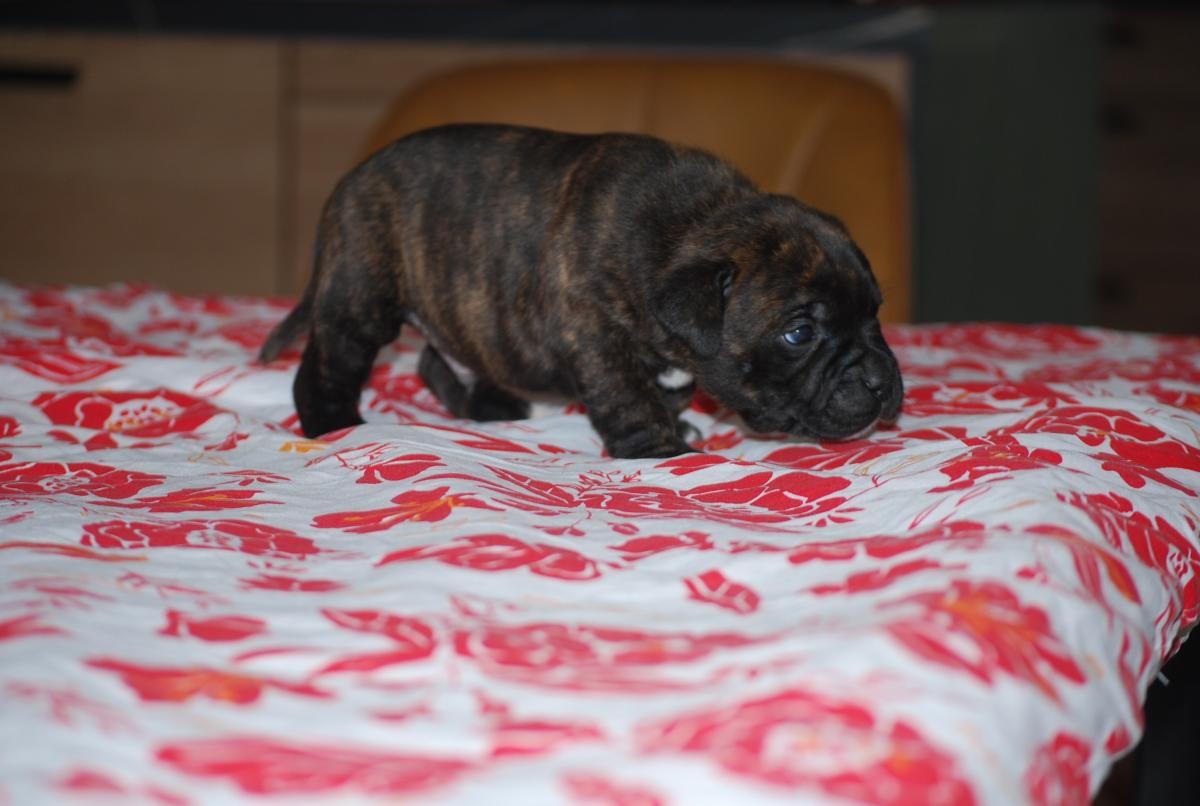 Superbes chiots staffie lof