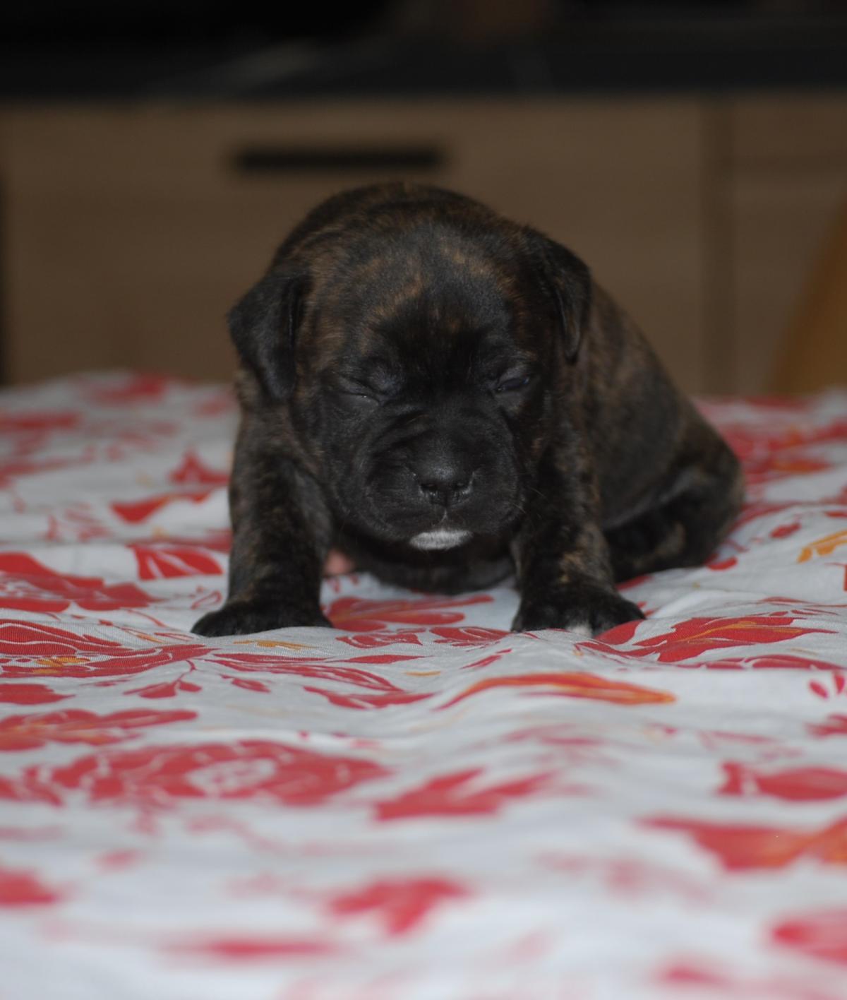 Superbes chiots staffie lof