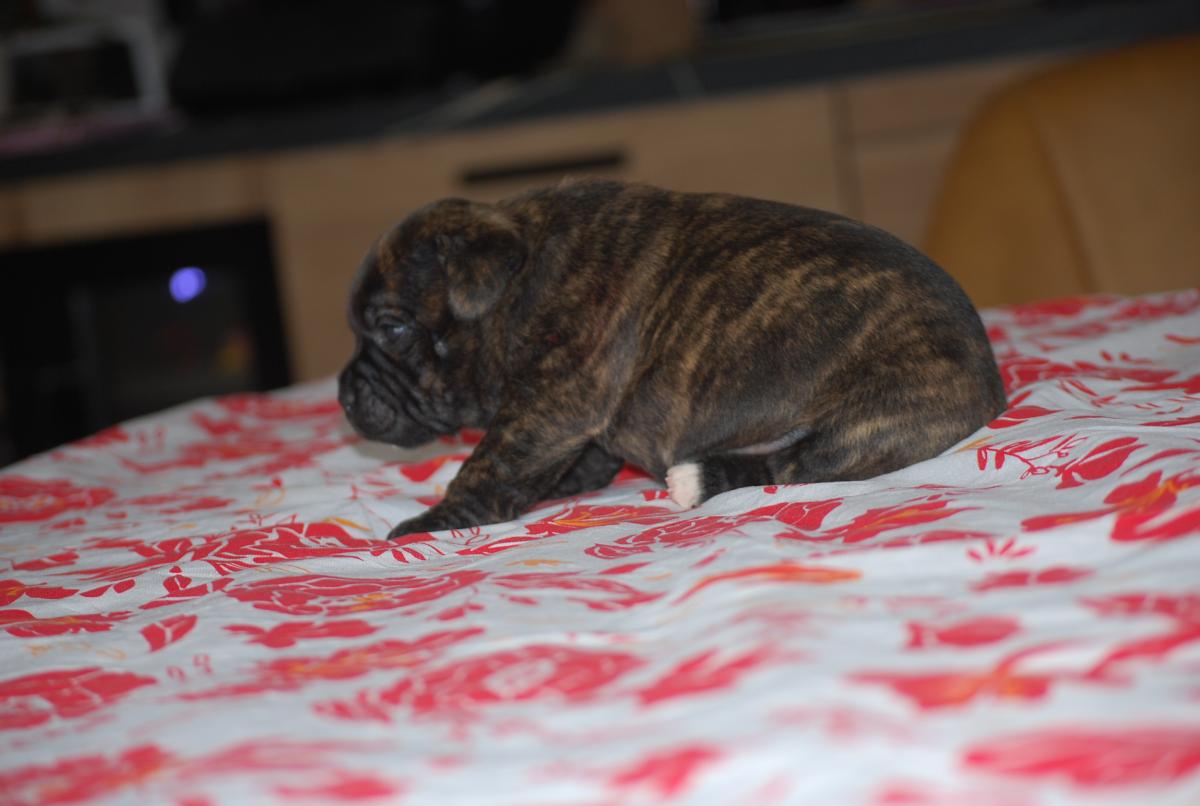 Superbes chiots staffie lof