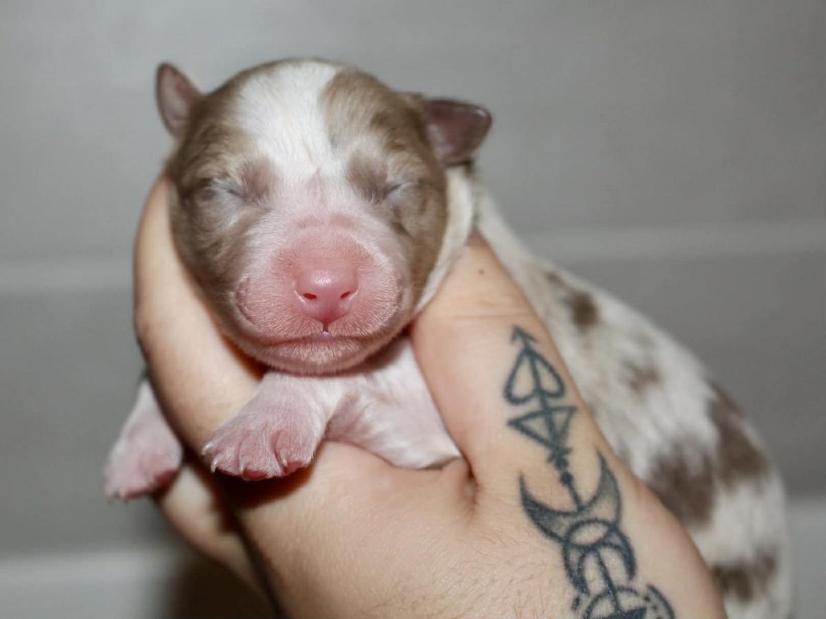 Caramel Brownie Party