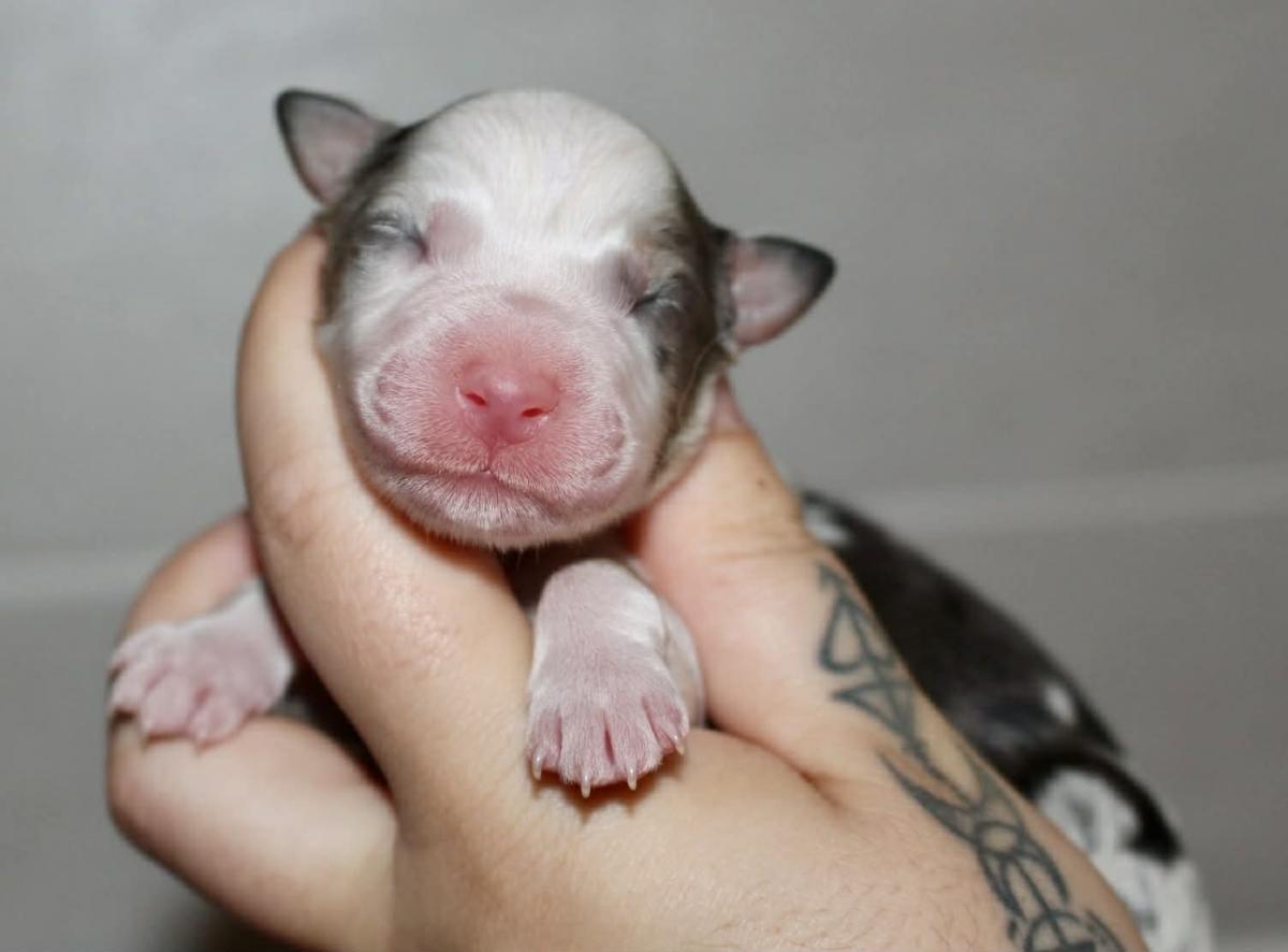 Vanilla Pecan Blondie