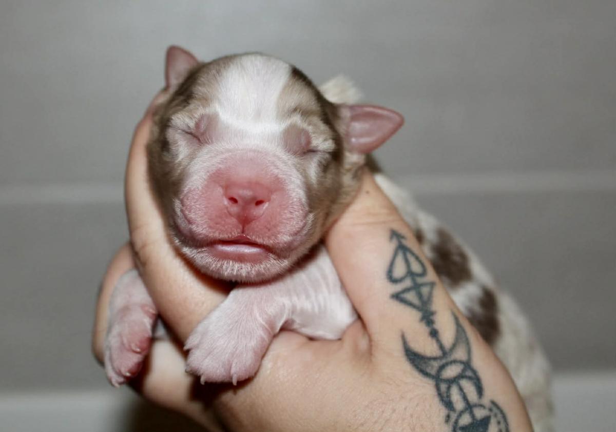 Chocolatey Love A-fair