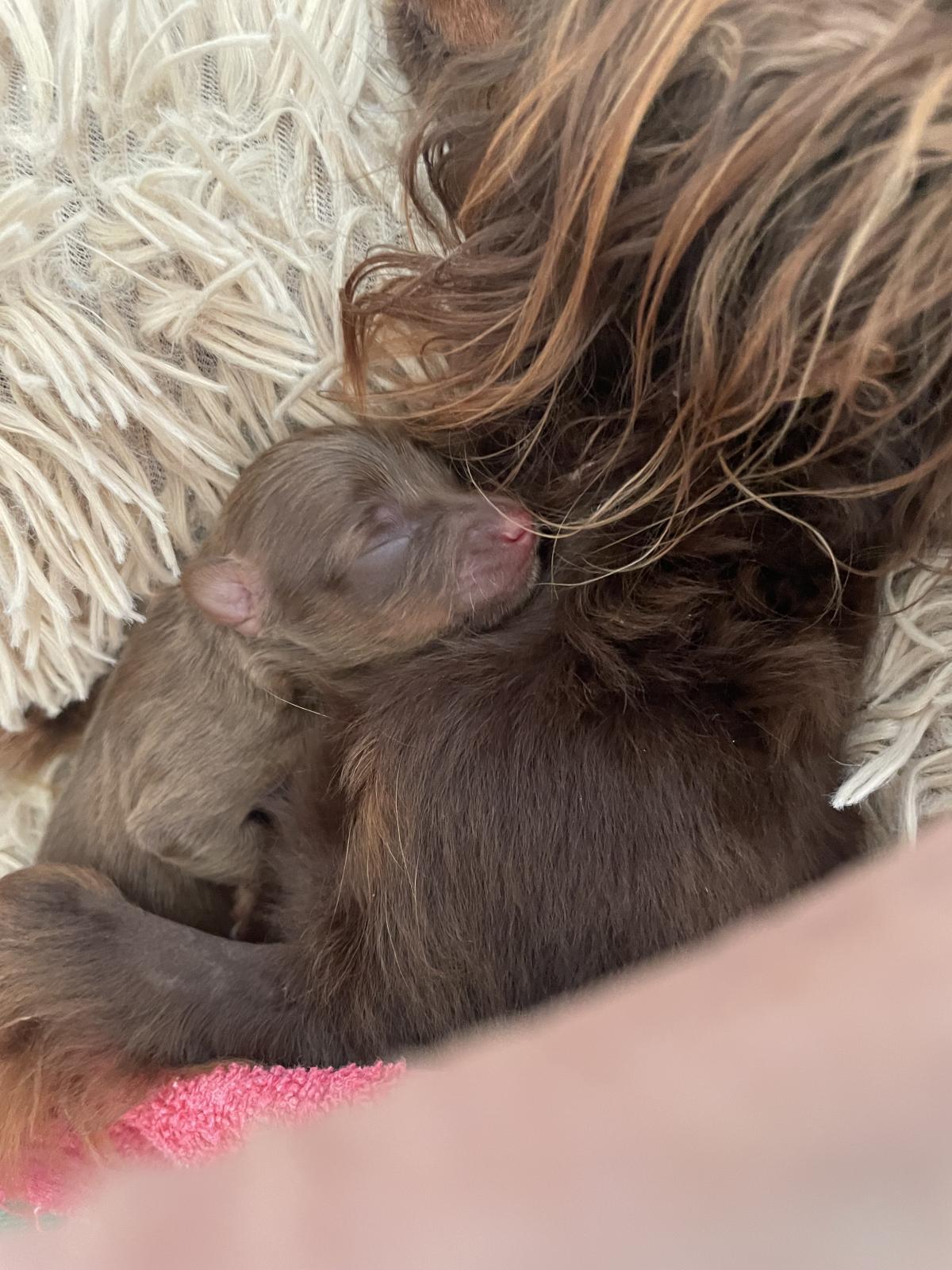 petit chien russe poils long