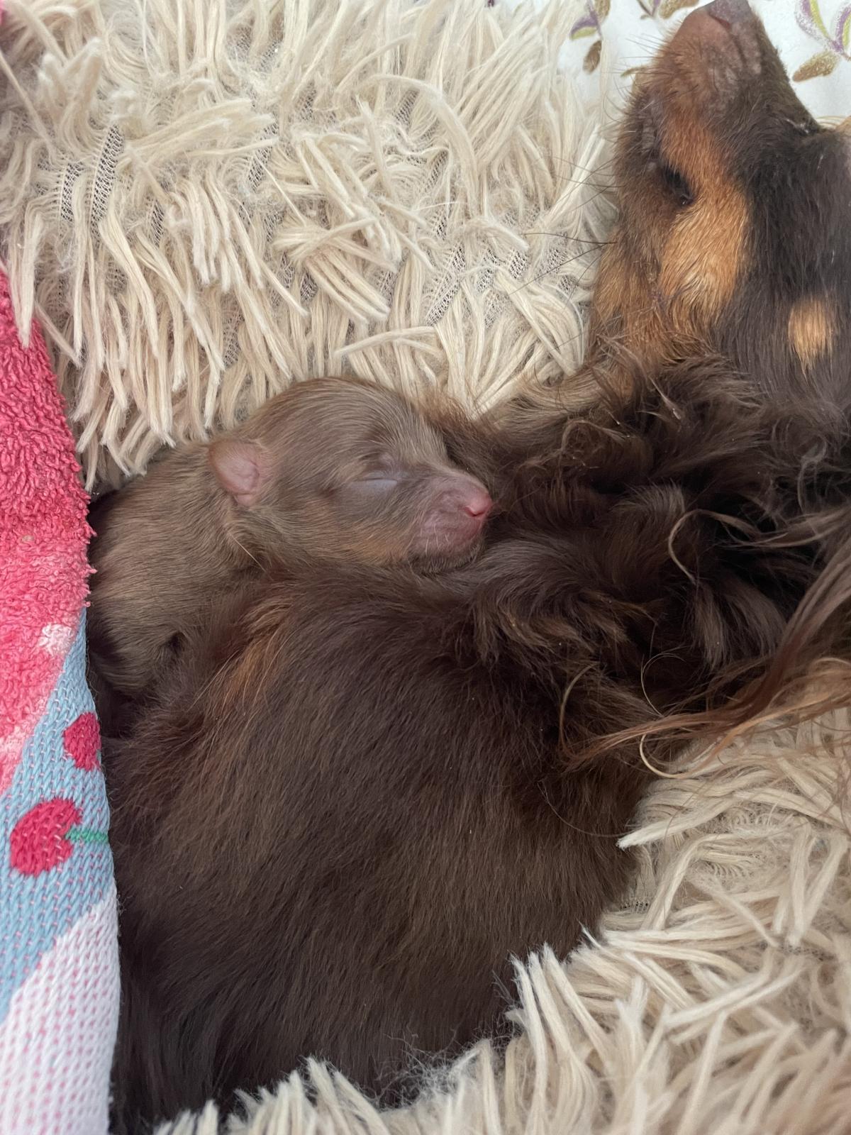 petit chien russe poils long