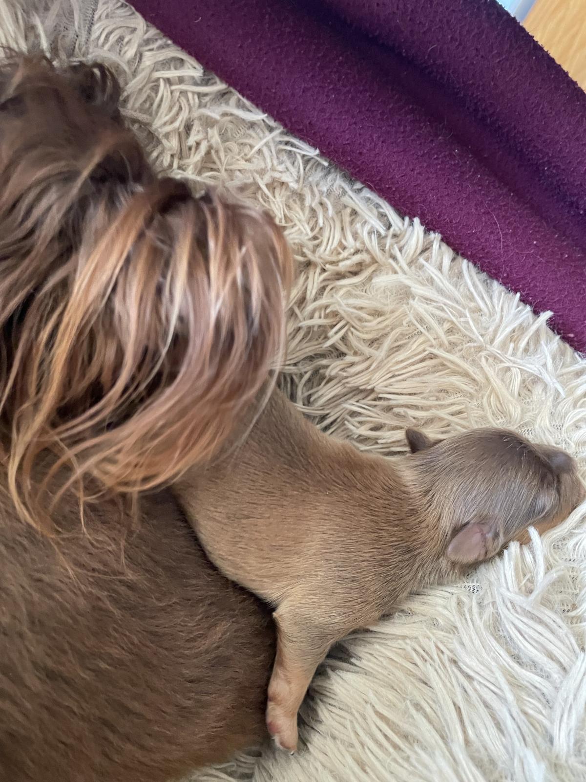 petit chien russe poils long