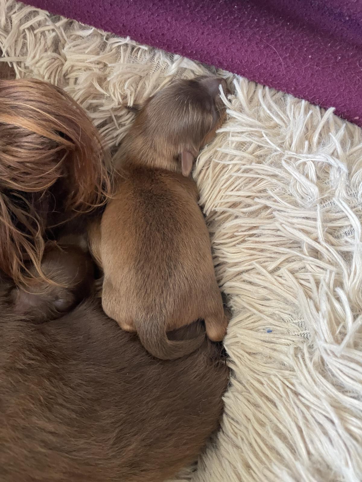 petit chien russe poils long