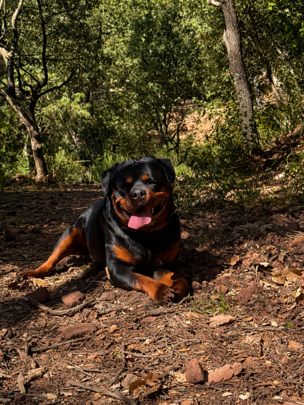 Chiot rottweiler lof