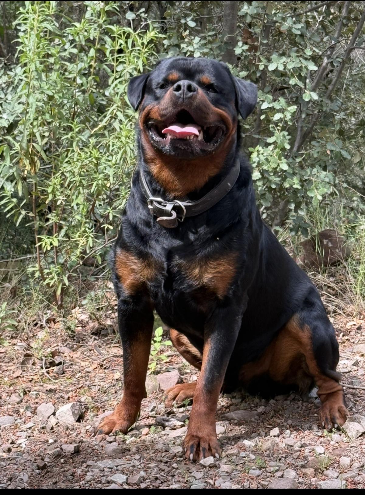 Chiot rottweiler lof