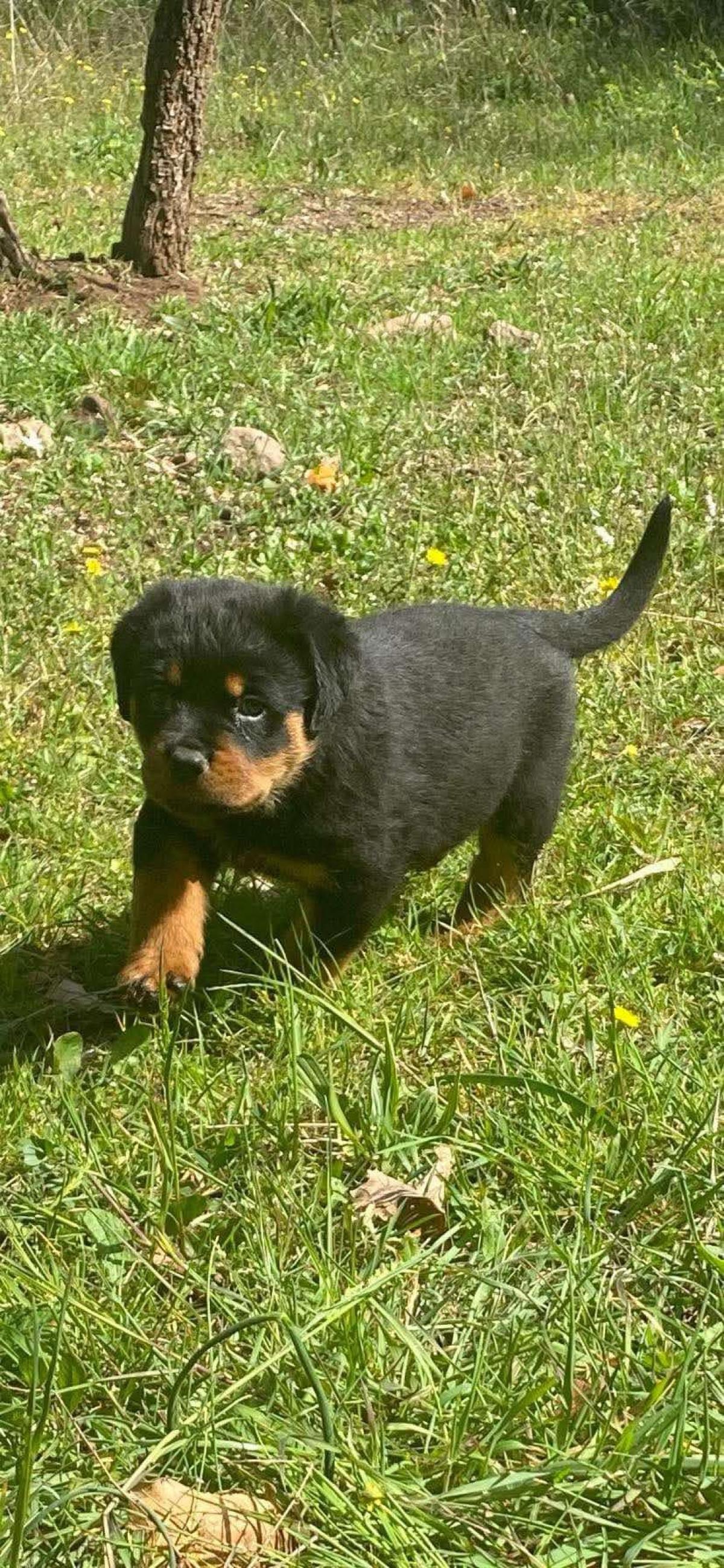 Chiot rottweiler lof