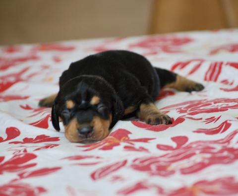 Photo de chiot de race Teckel
