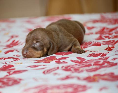 Photo de chiot de race Teckel