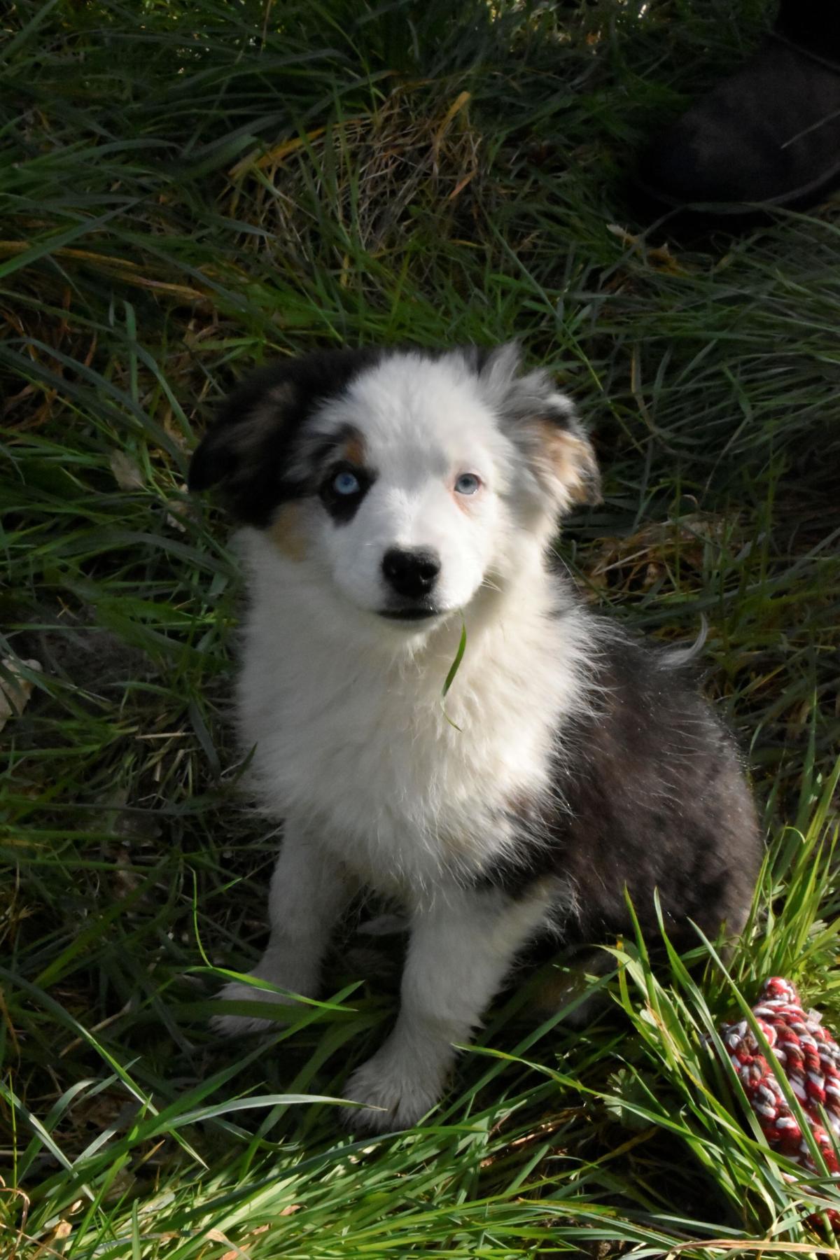 Chiot berger américain mâle bleu merle