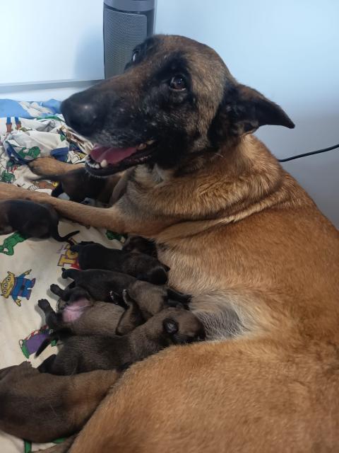 Photo de chiot de race Chien De Berger Belge