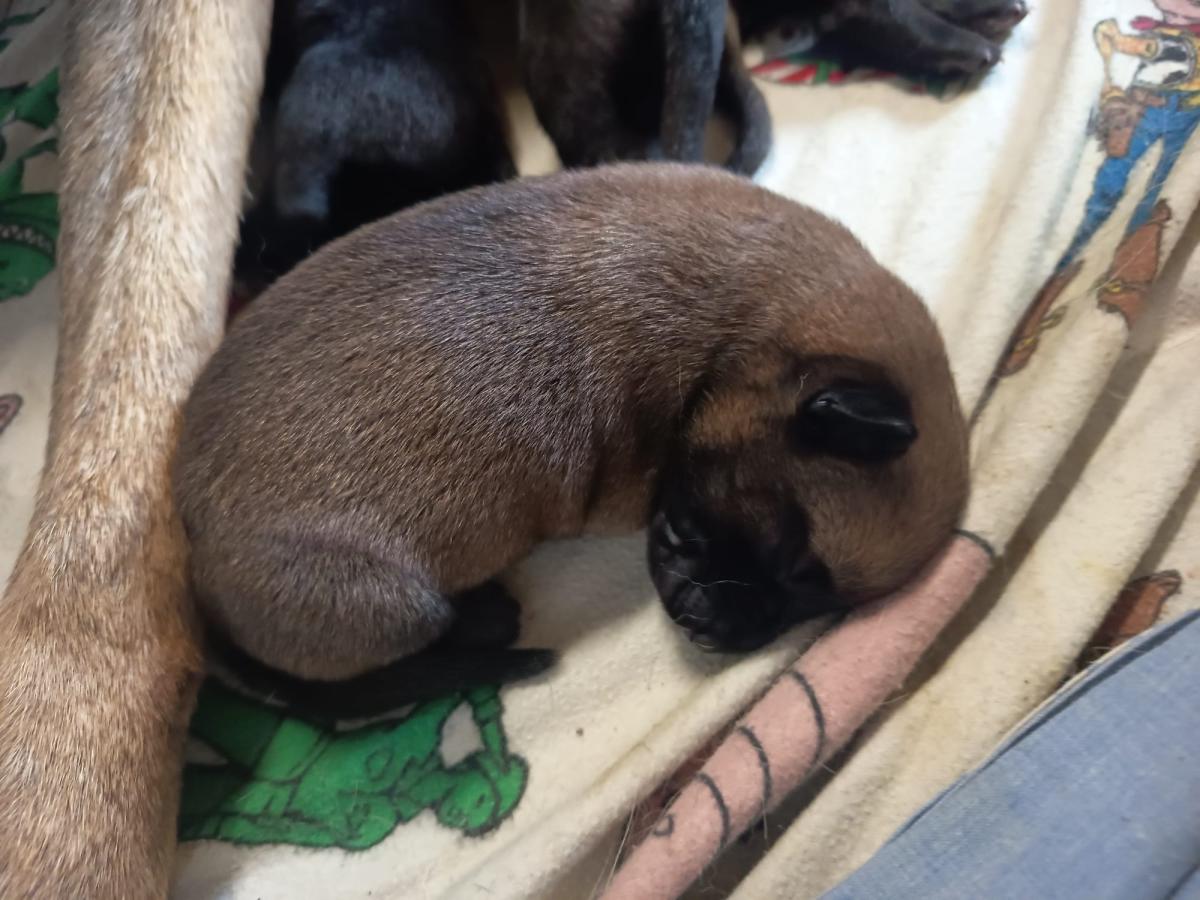 Chiots malinois LOF