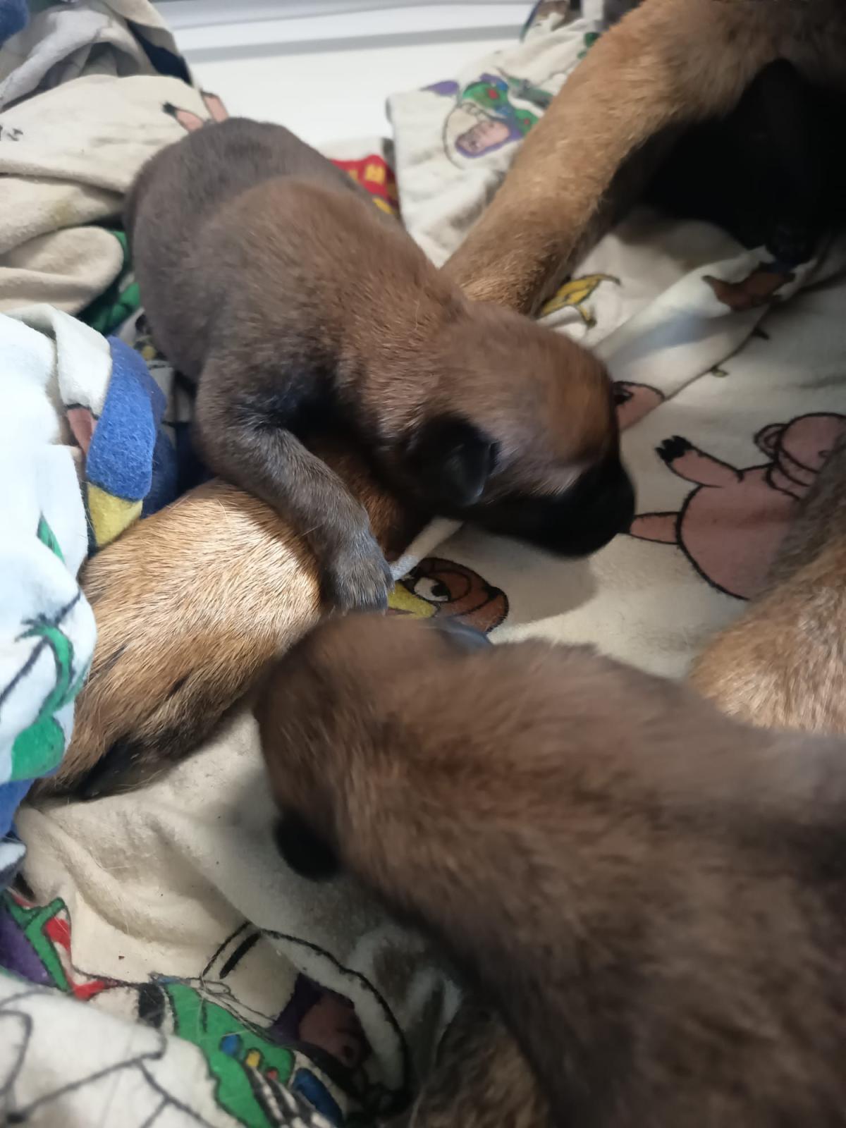 Chiots malinois LOF