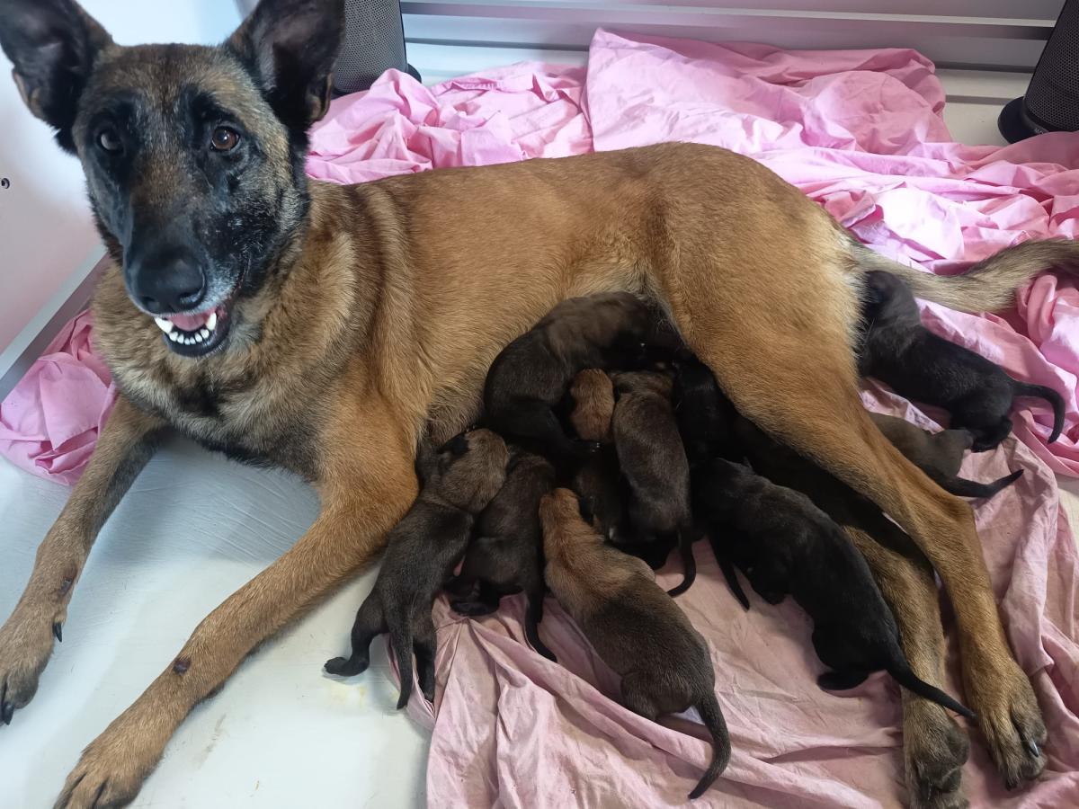 Chiots malinois LOF